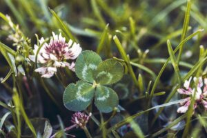 a lucky four leaf clover next to a clover bloom stockpack unsplash
